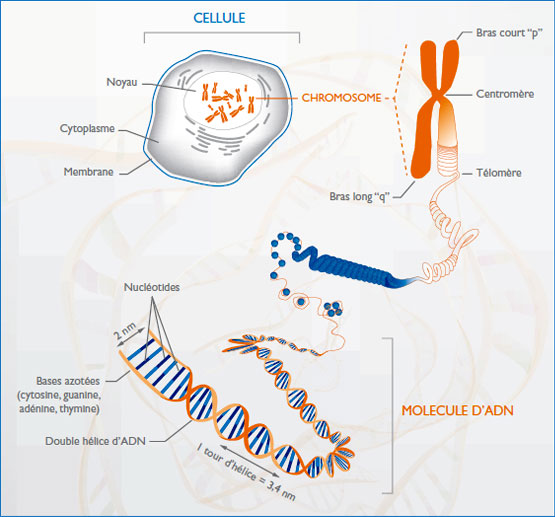 Cellule et ADN