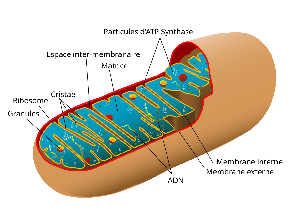 Mitochondrie