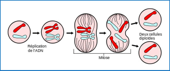 Cellule et ADN